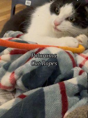 Safe to say Leo’s a fan of these Potaroma rope toys!  #cattoys #happycat #potaromacattoys #potaroma #catmomapproved #CatToys #HappyCats #PetEssentials #TikTokFinds #CatLover #CatEnrichment #SelfCare #grwm #elevateyourhome #treasurefinds #sunsetsavings #treasurefinds #seasonalessentials  #selfcarefinds #makecozyhomeaffordable #gift #giftideas #giftguide #treatyourself #tiktokshopholidayhaul #starcreatorcompetition #holidaycreatorsummit #TTSLevelUp #unboxing #shopping#dealhunting #blackfridaydeals #travelinspiration #spotlightfinds #ttsdelight #holidayhaul #newyearnewaura #selfcarefinds #mademyyear #tiktokshopcreatorpicks 