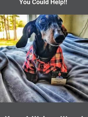 🌟 Challenge Accepted: Warm Wiener 🌟 So, it turns out my dog gets way more love on my real estate posts than I do! 🐶😂 After conferring with him, he has decided that he will need to help me turn this into a positive. In pursuit of becoming the best realty savant that my dog believes I can be, I am posting now in hopes of hitting his goal of 30 people that I can talk about real estate with in the next 24 hours. Let’s see if I can prove him wrong and show that I’m more than just a dog’s sidekick! 🐾 Whether you're buying, selling, or just curious about the market in North Carolina and South Carolina, I’m your go-to person. Let’s make this an epic journey together! Ready to chat? Drop me a message, comment below, or call/text me!! Let’s see if I can outshine my dog! 🏡✨ #ChallengeAccepted #NCRealtor #SCRealtor #HomeGoals #RealEstate #RealtorLife #DogLovers #HomeSweetHome #HouseHunting #HomeBuying #NCRealEstate #SCRealEstate #RealEstateAgent #PropertyForSale #BuyAHome #SellAHome #DreamHome #PetLovers #HouseGoals #MovingToNC #MovingToSC #RealEstateAdvice #HomeSellingTips #Realty #RealEstateMarketing #DogMom #DogDad #CutePets #PetInfluencer #RealEstateJourney