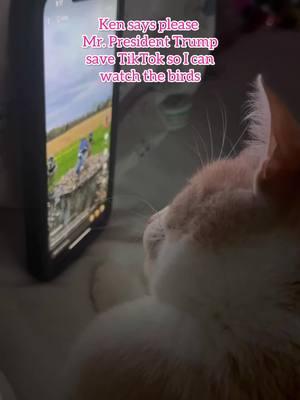 When the plot twist is too good to paws. 🐾 📺 📱 #kenough #catmom #catsoftiktok #disabledcats #cattok #savetiktok 