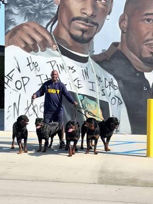 Rambo, Retro, Rascal, Rosh, & Ready Reppin Cali Vibes!🌴🐶🐶🐶🐶🐶🌴❤️#fypage #influencer #dogsoftiktok #foryourpage #georgia #california #rottweiler #dc #dogs #rottweilerfamily #fypシ #rottweilersoftiktok #rottweilers #rottweilerlovers #fyp #natedogg #warreng #snoopdogg #eazye #nipseyhussle #kobe #westcoast #longbeach 