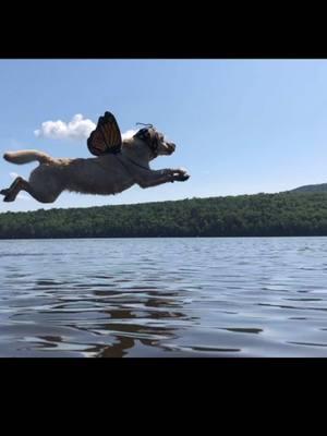 Judiiiiiiiiiiith #judith #pupperfly #mudderfly #dogtok #dogsoftiktok #labrador #dogsofmaine 