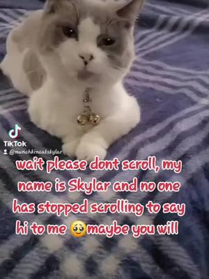 #cute #catsoftiktok #dontscroll #fyp #skylar #tiktokcat 