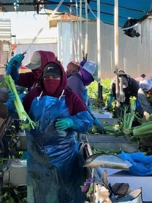 En la producción de apio en California 🥬🫡❤️🇺🇸 #campesino #apio #california 