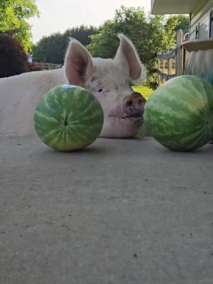 💫Peanut Spotlight💫 To eat watermelon or not to eat watermelon? 🍉 . . #floppyandfriends #peannutthepig #pig #pigs #pigsaspets #funny #snacks #piggy #piggies #pigmom #piglife 