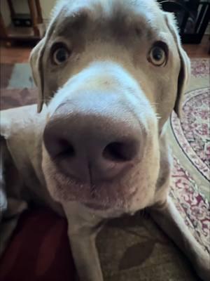 BOOP my nose please!! 👃🏽 🐶🩶 #fypシ #doglover #boop #boopthesnoot #puppylife #silverlabpuppy #foryoupage #silverlabsoftiktok #silverlab #puppy #dogs #doggo 