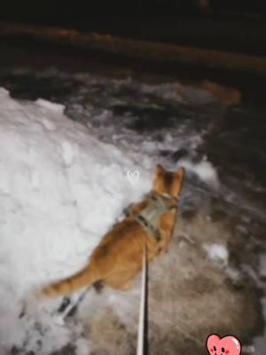 peanut vlog #catsoftiktok #cat #catfriends #trendingvideos #trending #winter #mycat #cutecat #catlover #fy 