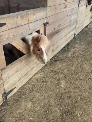 #morningmybabies #smoothmovesranch #smrpasos #farmlife #breakfast #timetoeat #gratefulandblessed #thankfulandblessed #horses 