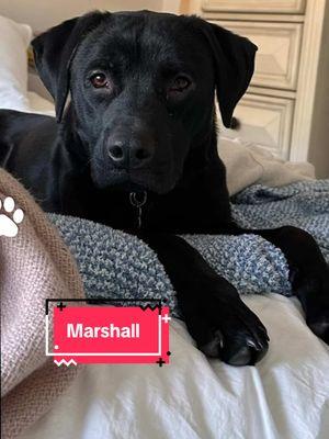 Marshall is a lovable goof looking for his forever home. He dreams of living the Pixar perfect pet life!  Marshall is crate trained, house trained, and hasn’t met a human or dog he doesn’t like. He has been fostered with doggo siblings and would do well with other dogs or as a sole dog of the home. Marshall is cat and child tested and approved as he is truly a patient pup!  He is throwing up his best puppy dog eyes in hopes that this will reach his future family!! Head over to our website to read his full bio and see if Marshall is a fit for you.  Reminder: You do NOT need to own your own home, live in a single family home, or have a yard or fence to adopt or foster with us! Residents of Massachusetts can foster with us and residents of #Massachusetts #NewHampshire #RhodeIsland #Connecticut & #Vermont can adopt with us! If your state is not listed, please check out your local shelters and rescues! #fosterdog #rescuedog #adoptable #adopt #rescue #foster #fureverhome #explorepage #happypup #lasthopek9 #pixarpups 