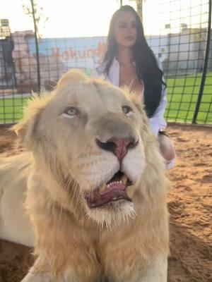 2 lions… we understand each other🦁 #dubai #dubaiuae #lion #leo #dubai🇦🇪 #zoo #animalsoftiktok 