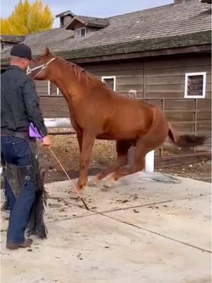 #animalwelfare #asmr #satisfying #farrier #farriersoftiktok #horse #horseshoe #hoof #care 