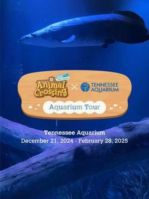 Attention, island dwellers! 🏝️ The Animal Crossing: New Horizons Aquarium Tour has officially landed at the Tennessee Aquarium! Sea what’s happening from December 21 – February 28th. ✨ #tennesseeaquarium #chattanooga #animalcrossing #acnh #arapaima #animalcrossingnewhorizons #aquariums #island #freshwater #nintendo #2025 