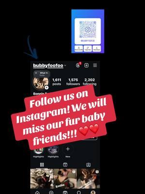 #dontleaveus #followusoninstragram #byetiktok #romeyandfriends #romeyknowsbest #emilio #brodiee #chihuahuastiktok #foryoupage #chihuahuasofinstagram #bubbyfoofo 