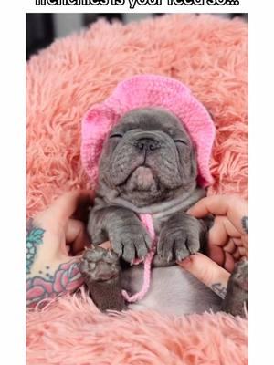 frenchie puppy life be like… 🤭 #frenchiesoftiktok #frenchiebulldogs #frenchiepuppy #frenchbulldog #dogsoftiktok #frenchie #frenchies #PetsOfTikTok #puppiesoftiktok #frenchbulldogs #funnydog #frenchiebulldog #bulldogsoftiktok #creatorsearchinsights 