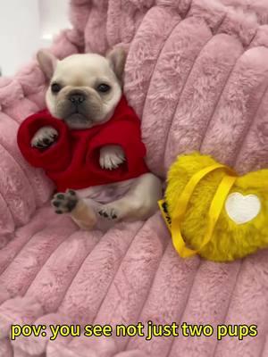 5 cute potatoes 😍🩷 #funny#viral #dogessentials #dogproducts #dogmom #puppyessentials #puppy #puppies #petproduct #dogfashion #ilovedog #cutepuppy #funnydogs