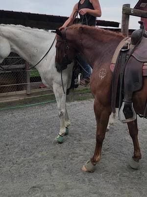 Silverado and Badger are definitely step brothers!  @Cassidy Freeman  #luckyahorsemanship #stepbrothers #fyp #coltstarter #horsetrainer #noregrets #stayhumble #itsallornothing #trusttheprocess #lovetheprocess #giveityourall #neverstop #buildconfidence #consistencyiskey #smallsteps #noexcuses #dreambig #real #justbeyou