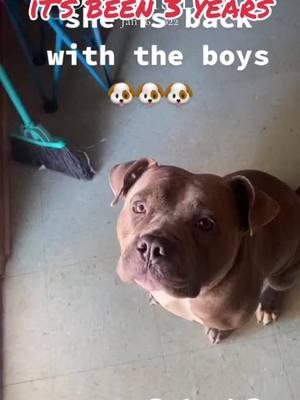 #onthisday it’s been 3 years since she got bite by a spider 🕷️ a brown recluse. She almost died 😱 and I’m still trying to get a forever home for her 😢. #fyp #chikis #dogs #americanbully #pitbullsoftiktok #fypシ #vet #fypシ゚viral 