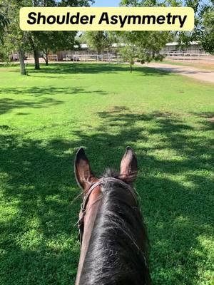 Part 4 of the Shoulder Asymmetry Series! Are you curious why some saddles have 3 or more billets but we only attach the girth to 2? 🤔  #schleese #saddlefit #education #equestrian #horses #equinewelfare #ride #lovehorses 