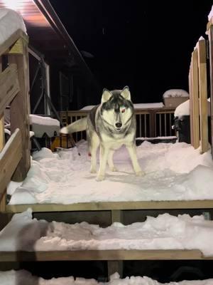 Aurora is such a happy girl #siberianhusky #lifewithhuskies #huskymom #huskysoftiktok 