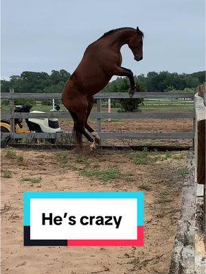 I think he wins this trend #haha #trend #winner #bingbapboomboomboombopbam #rap #buck #bronc #rodeo #crazyhorse #horse #funnyhorse #lol #laugh #funny #princecaspian 