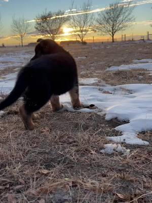 You bring joy joy joy!!! #pureheartgermanshepherds #pureheartgsd #gsd #germanshepherds #gsdfamily #gsdlove #gsdpets #gsdlife #germanshepherdlife #pets #dogs #doglife #puppies #coloradodogs #gsdbreeder #gsdpuppies #coloradopups #germanshepherdlove           . . . #puppiesofinstgram #puppiesoftiktoc #dogsofinstagram #dogsogtiktoc #petsofinstagram #petsoftiktoc  #germanshepherdsofinstagram #germanshepherdsoftiktoc  #gsdoftiktoc #gsdoftiktoc 