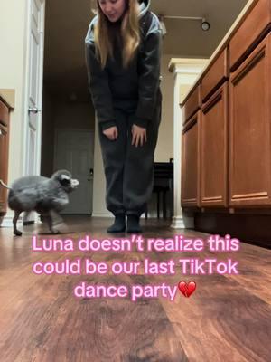 Follow insta.luna.gram on insta❤️✨ #danceparty #hug #bestfriend #dogsoftiktok #fyp 