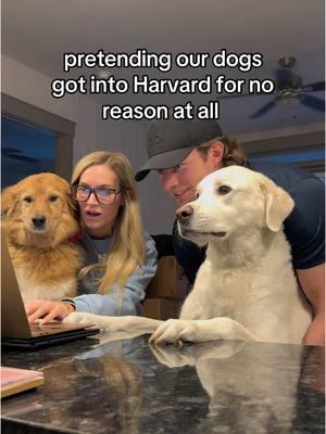 All those papers without opposable thumbs 👍🏼 #harvardtrend #harvard #dogsoftiktok 