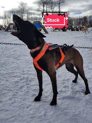 We had customers from New York City today. They went a little too far past my driveway tried to turn around and got stuck. No worries I got them out! We have at least one group per year in the ditch! Sissy the Belgian Malinois was being very naughty today so we had to take her running with the team. #belgianmalinois #nonstopdogwear #windigo #mushing #sleddog #malinois #maligator #alaskanhusky #newyork #newyorkcity #dogsledding #dogs 