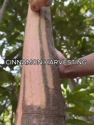 Harvesting Cinnamon Straight from Forest Trees 🌳🍂 . . . .  #cinnamon #tree #harvest #forest #chinafarmer #asmr 