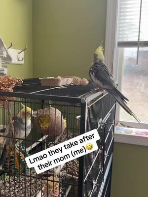 Correct is right 🤣My babies Rio & Coco #PetsOfTikTok #petbirds #cockatiel #fyp #animallovers 