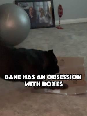 Bane Time Activated 😭  #raisingbane #funnydogvideos #banethedog 