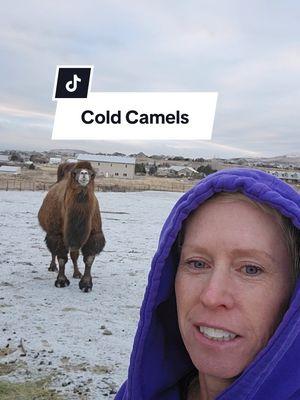 🥶Good morning! 🐫🐪🐪🐪 I always get asked, "How camels do in the cold and snow?" They do amazing, you would be shocked to see how think and warm their winter coats are. 😁Camels are one of the most highly adaptable animals in the world! 🥰🐪❤️ #k9cowgirl #HeatherBeck #Caninecattleandcamelranch #camels 