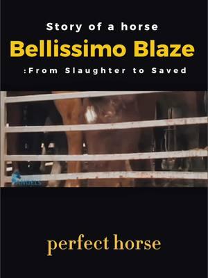 In 2025 I wanted to let you guys see a different side of me and part of that is how I acquired my rescue horse Bellissimo Blaze. The slaughter horse industry is still a serious issue, so it’s crucial for anyone looking to buy or sell horses to do their research. Knowledge can help protect these beautiful animals from tragic outcomes. Organizations like @Colby’s Crew Rescue are doing incredible work, rescuing animals and fighting against inhumane practices. 🐴✨ Their dedication to shutting down pipelines and raising awareness is truly inspiring. If you're moved by this cause, please consider supporting rescues with donations or adopting a rescue animal. You never know the incredible stories behind them—like my own colt, whose parents were registered from Canada with the original owner being shocked he ended up in Texas.  Every little action makes a difference. Let’s come together to raise awareness and create a brighter future for these amazing animals! 💪🐾 #AnimalRescue #MakeADifference #ColbysCrew #AdoptDontShop #HorsesDeserveBetter