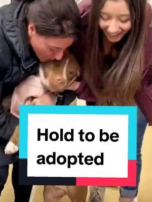 Dogs adopting priceless moments ❤️❤️ #adopting a dog #dogadoption #dog #dogoftiktok #doglovers #dogmom #dogtok #doggo #puppy #puppyoftiktok #shelter #shelterdog #adopted #adoption #dogs realizing they are being adopted #heartouching #wholesome #fyp #foryoupage 