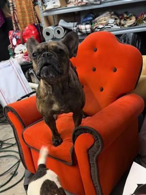 Charlotte loves working on the computer ♥️ #spoiledfrenchie #reddirtrevivals #shopdog #frenchiesoftiktok #fyp 