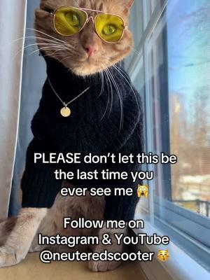 I don't wanna say goodbye to TikTok 😿 But just in case, follow my other platforms so you can keep seeing the coolest cat of them all! And Paul. #scootertheneuteredcat  #neuteredscooter #tiktokcat  #catsoftikok