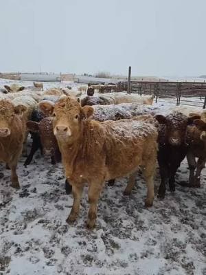 Our home raised calves.  Forgot to upload this video. #cowtok #sodak #605 #farmtok #feedercattle #choretime #charolais #calves 