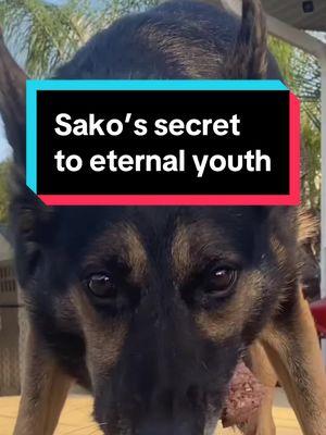 The secret to his ✨eternal✨ youth is salmonella & e. coli #rawfeddog #rawfed #rawfeddogs #rawdietfordogs #rawdietsfordogs #rawdiet #healthydogfood #healthydog #dognutrition #seniordogsoftiktok 