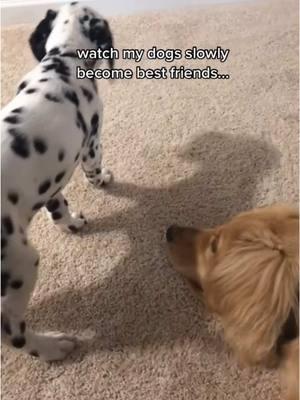 Our first viral video in 2020. Follow us on the other app we’re active there! Same username 🥹💖  #dogs #dogsoftiktok #fyp #dalmatian #dalmatiansoftiktok #puppylove 