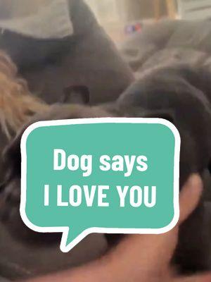 my dog says "I Love You" 💕 #dogtok #dogtalk #talkingdog #talkingdogsoftiktok #i love you #foryoupage #fyp #wholesome #heartouching #dogs 