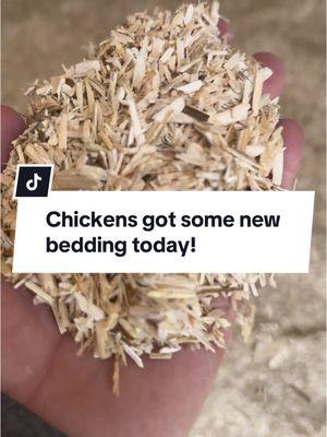 My chickens and I love hem*p bedding! It’s super absorbent, low dust, lasts a very long time, smells amazing and composts easily. #thehappychickcoop #backyardchickens #hempbedding #chickenbedding #myfavoritechicken @myfavoritechicken 