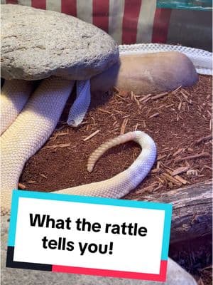 The number of segments on a rattlesnake’s rattle can’t tell you an snakes exact age but they do tell you something about the snake.    Thanks for watching! 🐍✌️ #snakes #rattlesnake #animals #wildlife #funfact #rattle #desert #arizona #herpetology #herpinhippie