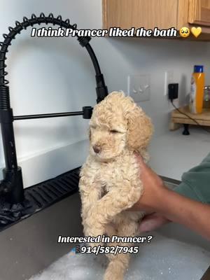 What do you guys think ?? I think Prancer loved the bath ?? 🥺❤️ . . . #goldendoodle #goldendoodles #goldendoodlesofinstagram #minigoldendoodle #minigoldendoodlesofinstagram #minigoldendoodlepuppy #goldendoodlepuppy #goldendoodlepuppies #mediumgoldendoodle #doodlespuppies #doodles #doodlesoftheworld #dogsofcharlotte #doodlesofcharlotte #charlottenc #doodlesofnyc #doodlebreeder #f1bbgoldendoodle #f1bgoldendoodle #f1b #charlottenc #cockapoo #cockapoopuppy #cockapoosofinstagram #cockapoopuppies #f1cockapoo #f1bcockapoo #cockapooclub #cockapoopup #goldendoodles #goldendoodle #minigoldendoodle #dogsofcharlotte