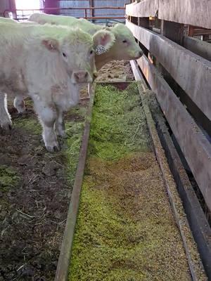 Chow time for the baby dragons! #cowtok #sodak #605 #farmtok #showcattle #calves #charolais 