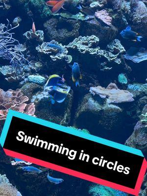 Swimming in circles? 🐠 This circular dancing behavior can be a sign of potential courtship and breeding. If these powder blue tangs decide to pair up, they are monogamous. 🩵 #swimming #fish #sheddaquarium #aquarium #circle 