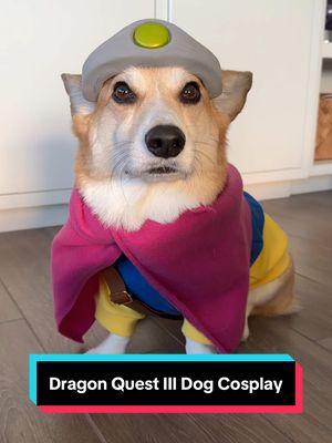 Which #DragonQuest Vocation are you? Boshi is ready to play the new Dragon Quest III HD-2D Remake from @SquareEnix in his Hero cosplay! #ad⁣ ⁣ Dragon Quest III HD-2D Remake is out now on Nintendo Switch, PlayStation 5, Xbox Series X|S, Windows, Steam!⁣ ⁣ #MyDragonQuestVocation #corgi #cosplay⁣ ⁣