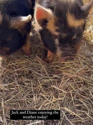 I love these little ones! #kunekune #pigs #freespiritfarm #monroega #covingtonga 