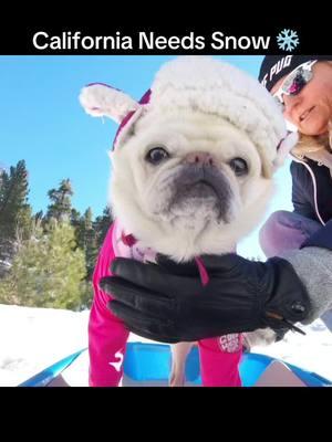 Yep, We Need Snow ❄️🩵❄️🩵❄️ Where Did It Go!🤙🏂 Of Course Mom Makes Sure I’m Fashionable On The Slopes 😂🤣😂 #californianeedsrain☔️                #snow #snowsleddding #californianeedsrain #pug #surfgidgetthepug #pugs #surfdog #surfpug 