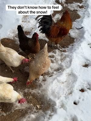 Our girls had their first snowy adventure today, and let’s just say… they’re not sure what to make of it! ❄️🐓 Watching them tiptoe around was the highlight of the day. Who else has chickens that are snow-shy? #SnowDay #ChickensInTheSnow #FarmLife #FreeRangeChickens #FunnyFlock #RiseAndRoostBakery #ShenandoahLiving #BackyardChickens