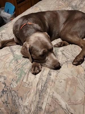 #silverlabrador #silverlabsoftiktok #silverlab #michigan #lol #lazydog #lazyday 