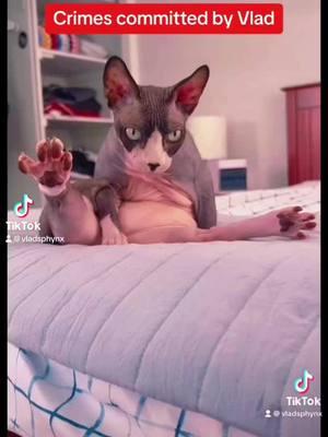 #iloveit #ilikeit #mypet #mypets #mycat #sphynx #sphynxoftiktok #sphynxaddiction #sphynxlife #sphynx#nakedcat #lovecat #lovecatsoftiktok #famouscatsoftiktok #famousvideos #mycat #crazycatlady #cutecat #cuteanimals 